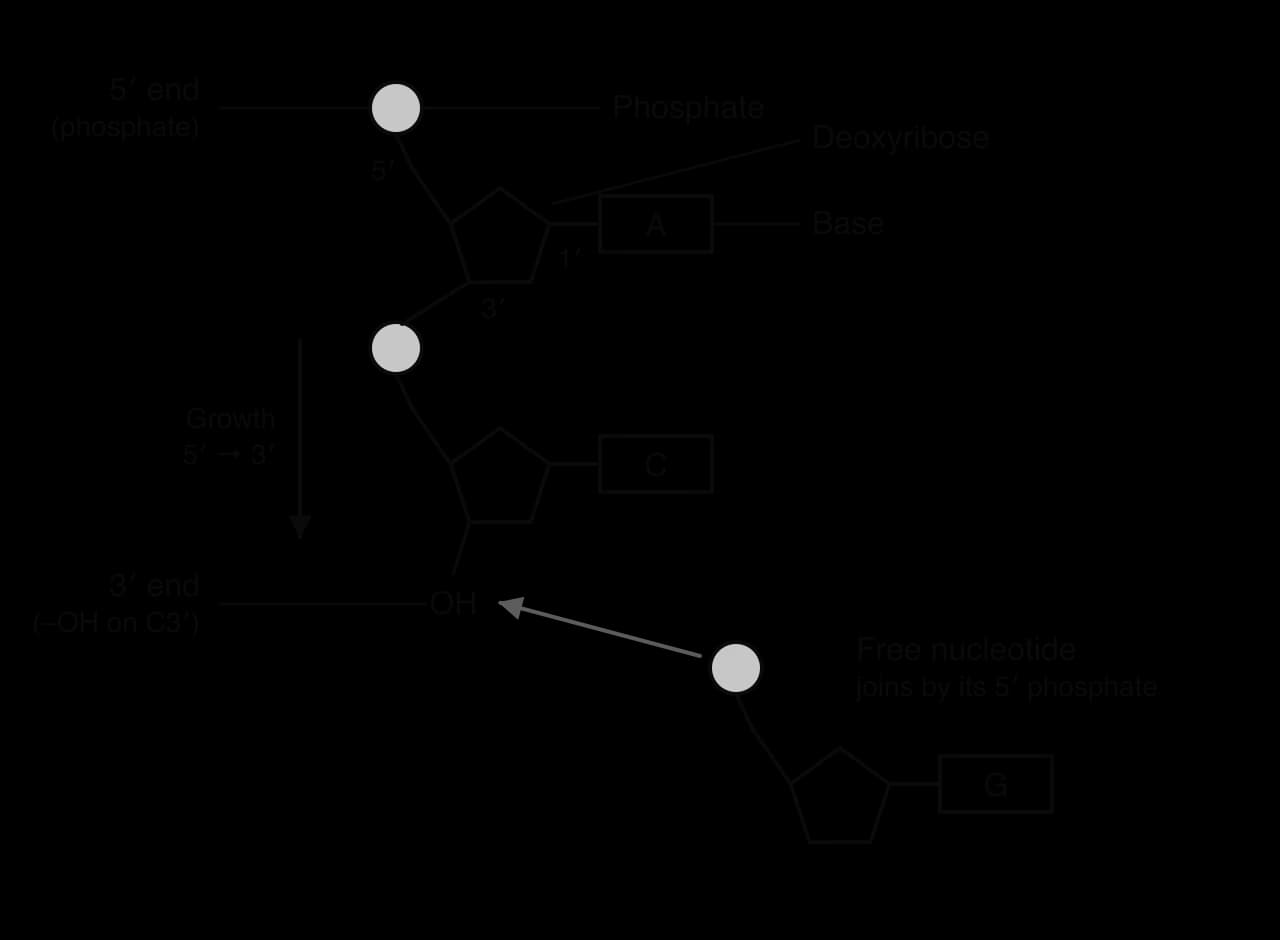 A DNA strand of two nucleotides (phosphate circle, deoxyribose pentagon, base A or C), with carbons 5′, 3′ and 1′ labelled. The top phosphate is the 5′ end; the –OH on carbon 3′ at the bottom is the 3′ end. A free nucleotide (G) approaches the 3′ –OH; growth is 5′ → 3′.