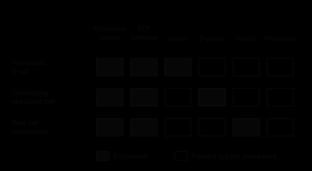 Grid of three cell types (pancreatic β cell, developing red blood cell, skin cell) against six genes. Ribosomal protein and ATP synthase are expressed in all three; insulin only in the β cell; β-globin only in the red blood cell; keratin only in the skin cell; rhodopsin in none.