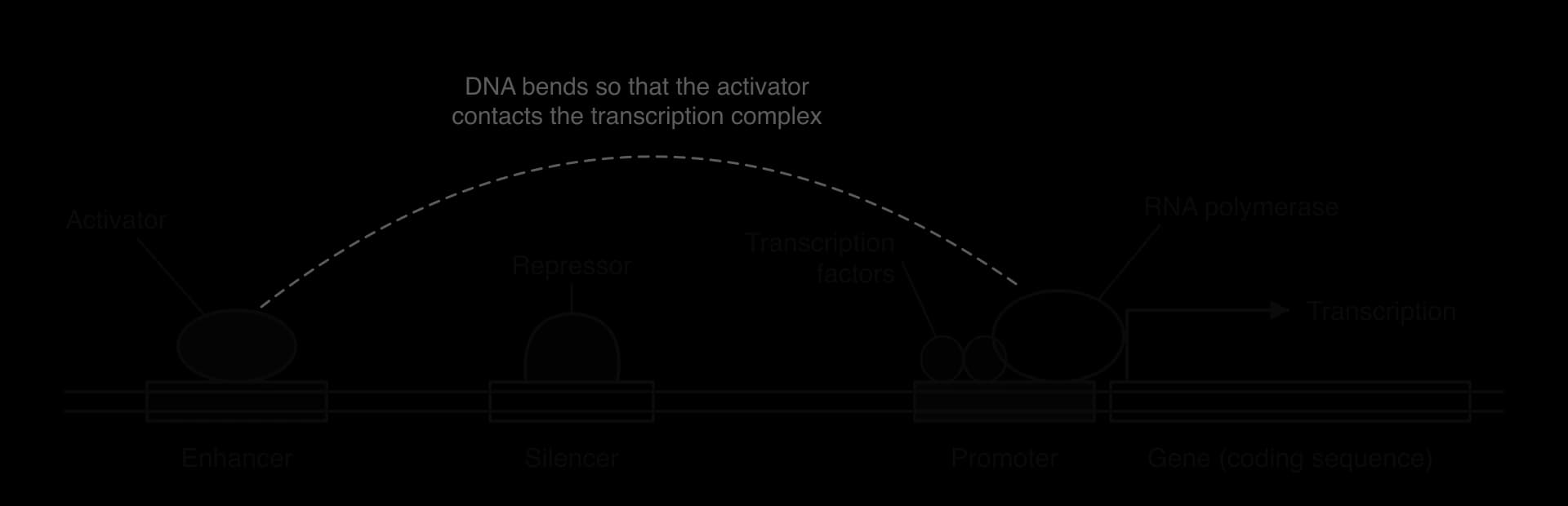 A length of DNA with an enhancer (activator bound), a silencer (repressor bound), a promoter with transcription factors and RNA polymerase, and the gene. A dashed arc shows the DNA bending so the activator contacts the transcription complex. A bent arrow marks transcription.