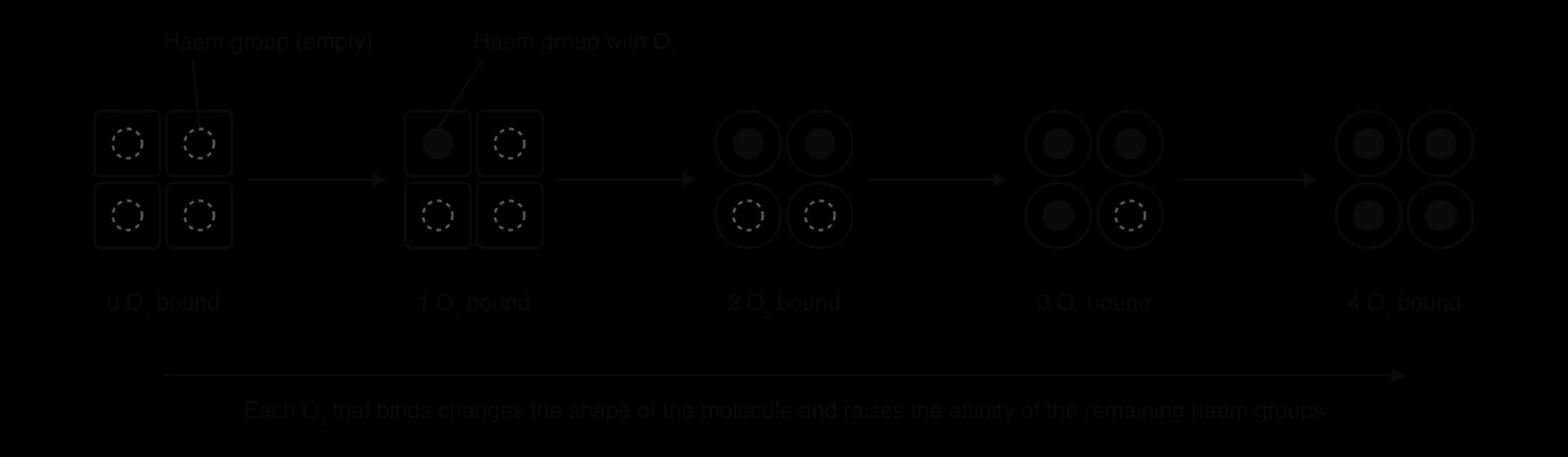 Five drawings of a haemoglobin molecule as four subunits with 0, 1, 2, 3 and 4 haem groups carrying O₂; the subunits change shape as O₂ binds. An arrow beneath says each O₂ that binds raises the affinity of the remaining haem groups.