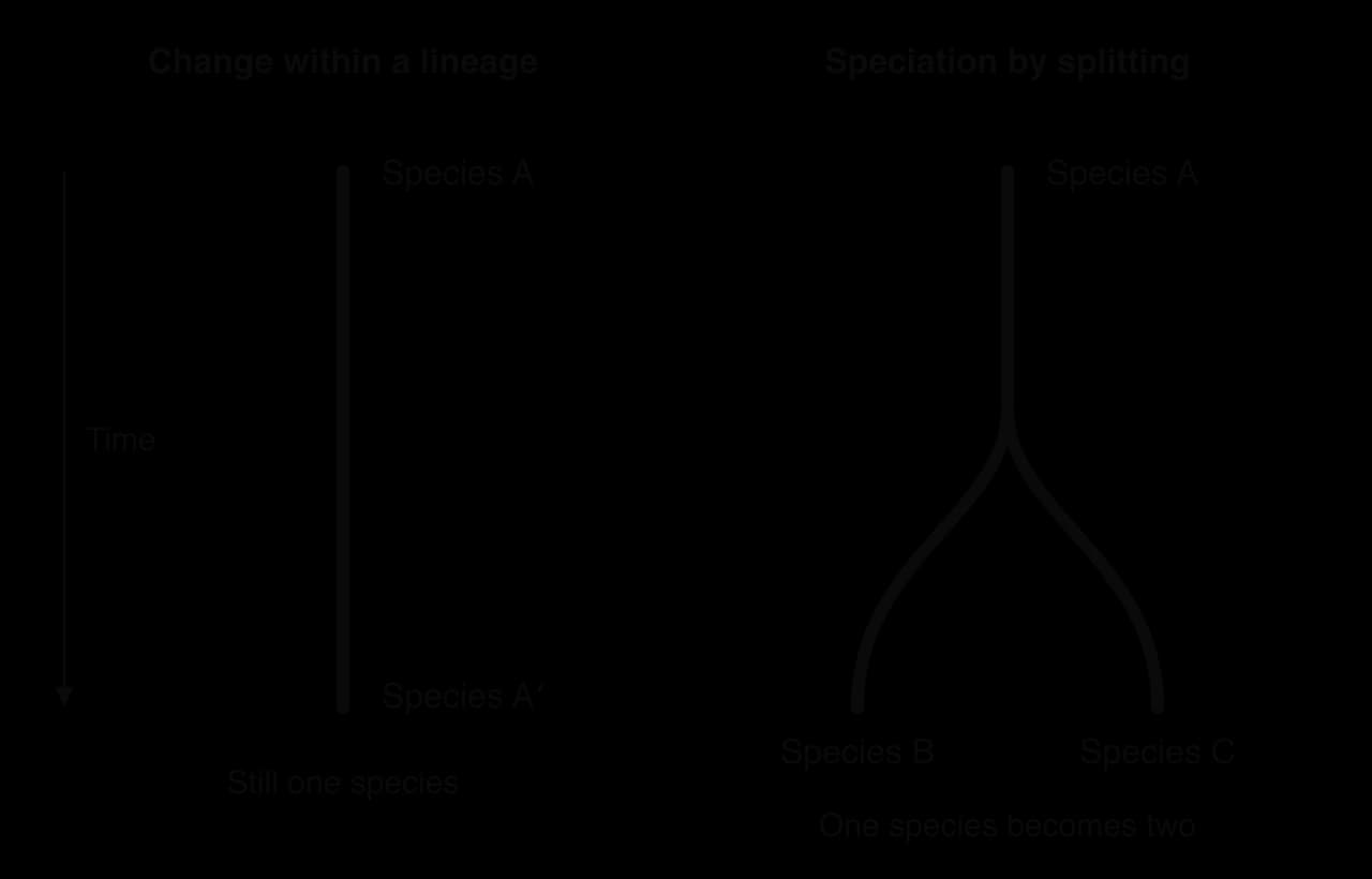 Two panels with time running downwards. Left: a single line changes from species A to species A′, labelled still one species. Right: a line for species A splits into two lines ending in species B and species C, labelled one species becomes two.