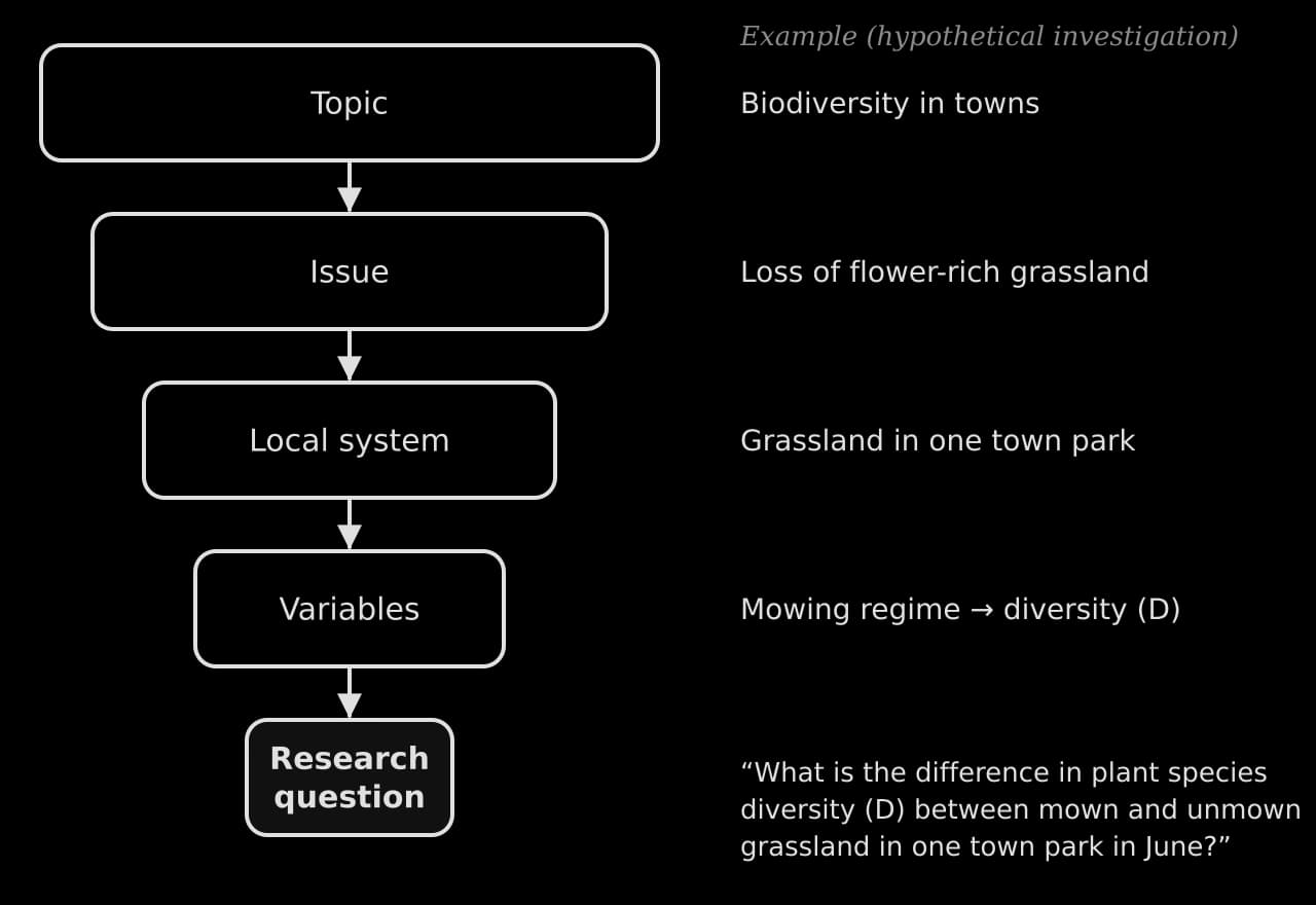 Funnel of five boxes narrowing from topic (biodiversity in towns) to issue (loss of flower-rich grassland), local system (one town park), variables (mowing regime and diversity D) and a focused research question about mown and unmown grassland in June.
