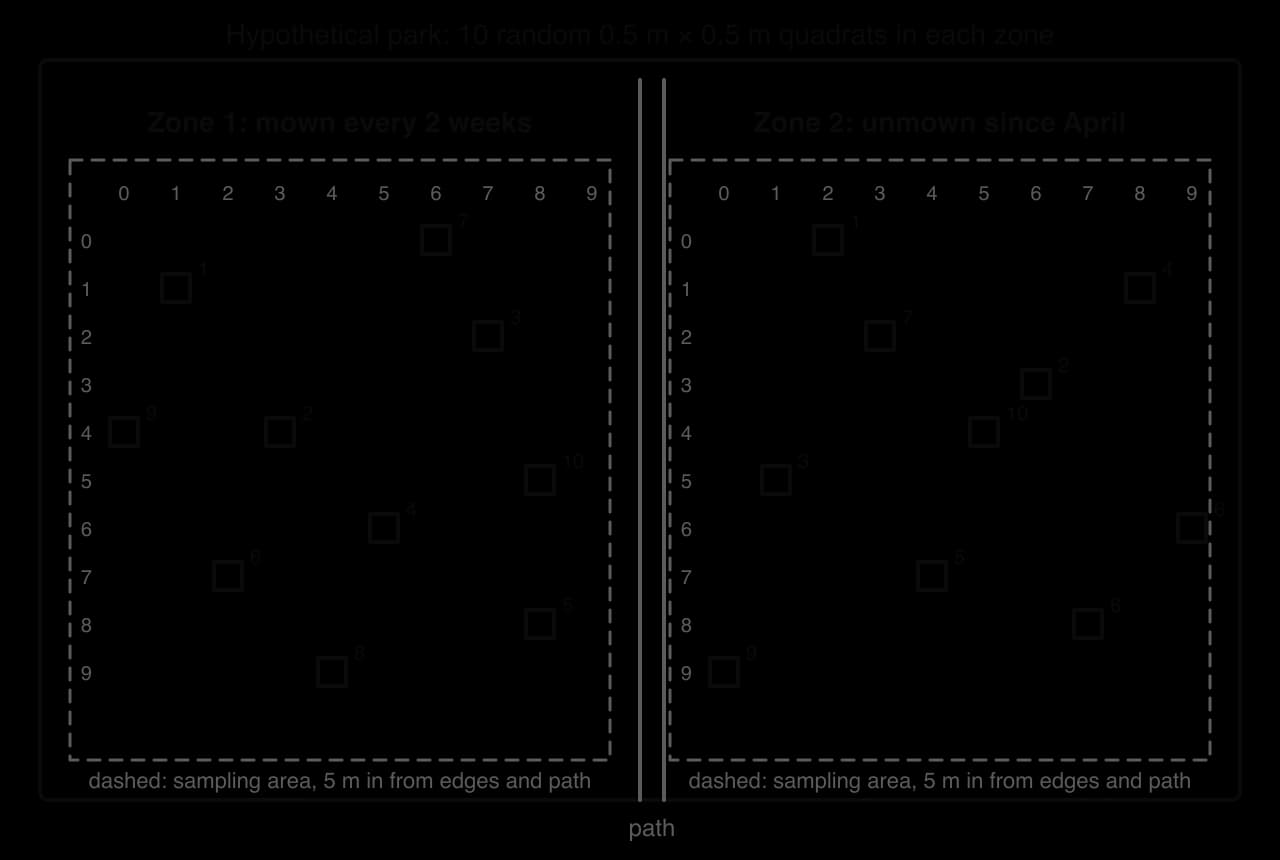 Plan of a hypothetical park split by a path into a zone mown every two weeks and a zone unmown since April. Each zone has a 10 by 10 grid inside a 5 m buffer, with ten numbered 0.5 m quadrats at random grid coordinates.