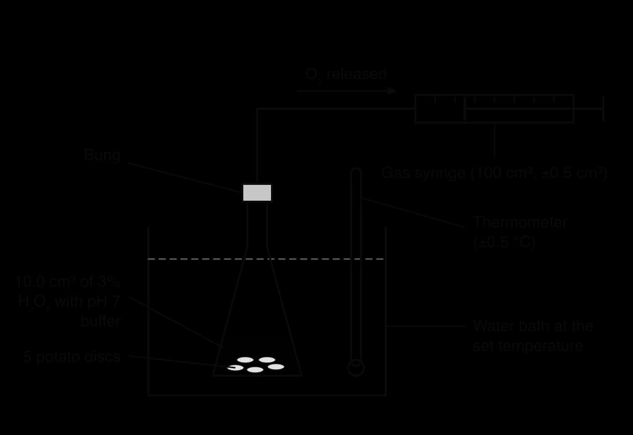 A conical flask containing 10.0 cm³ of 3% H₂O₂ with pH 7 buffer and 5 potato discs stands in a water bath with a thermometer (±0.5 °C). A bung and delivery tube carry the O₂ released to a horizontal gas syringe (100 cm³, ±0.5 cm³).