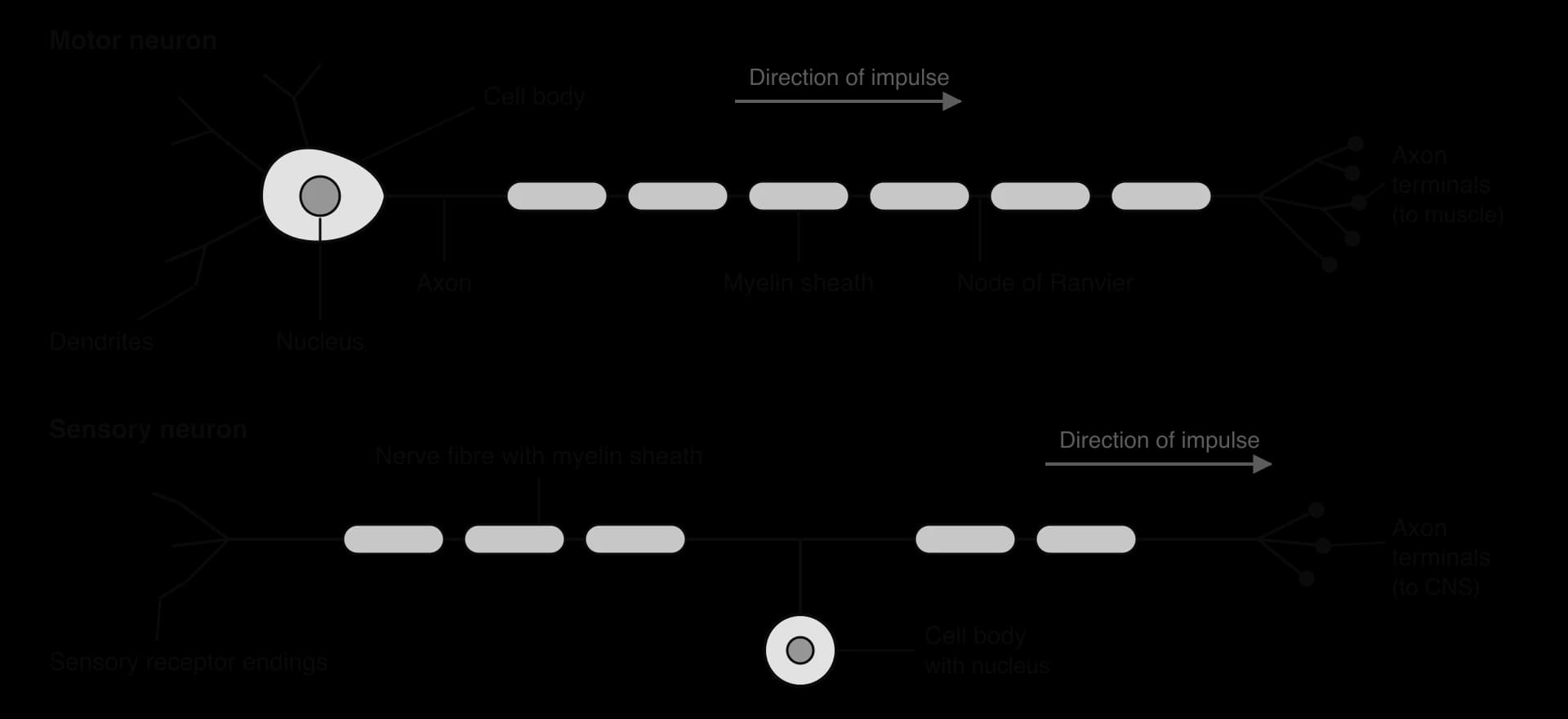 Motor neuron: dendrites, cell body with nucleus, long axon with myelin sheath and nodes of Ranvier, axon terminals to muscle. Sensory neuron: receptor endings, long myelinated fibre with the cell body on a side branch, axon terminals to the CNS. Arrows show impulse direction.