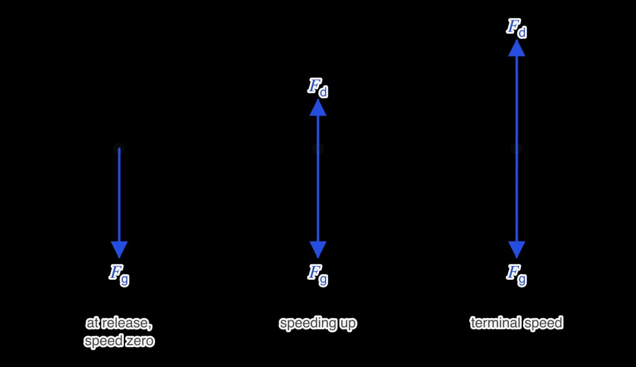 Three free-body diagrams of a skydiver drawn as a dot. Left: only the weight F_g, a long arrow down. Middle: weight down and a shorter fluid resistance F_d up. Right: weight down and fluid resistance up, the two arrows equal in length.