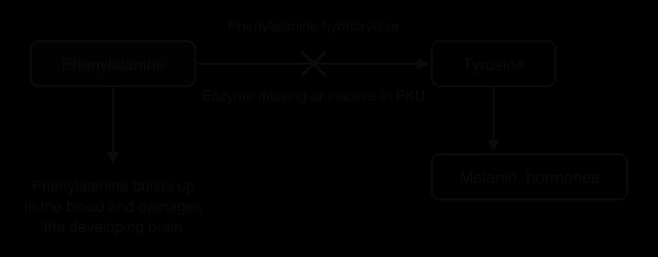 Pathway: phenylalanine is converted to tyrosine by phenylalanine hydroxylase, and tyrosine is used to make melanin and hormones. In PKU the enzyme is missing or inactive (a cross on the arrow), so phenylalanine builds up in the blood and damages the developing brain.