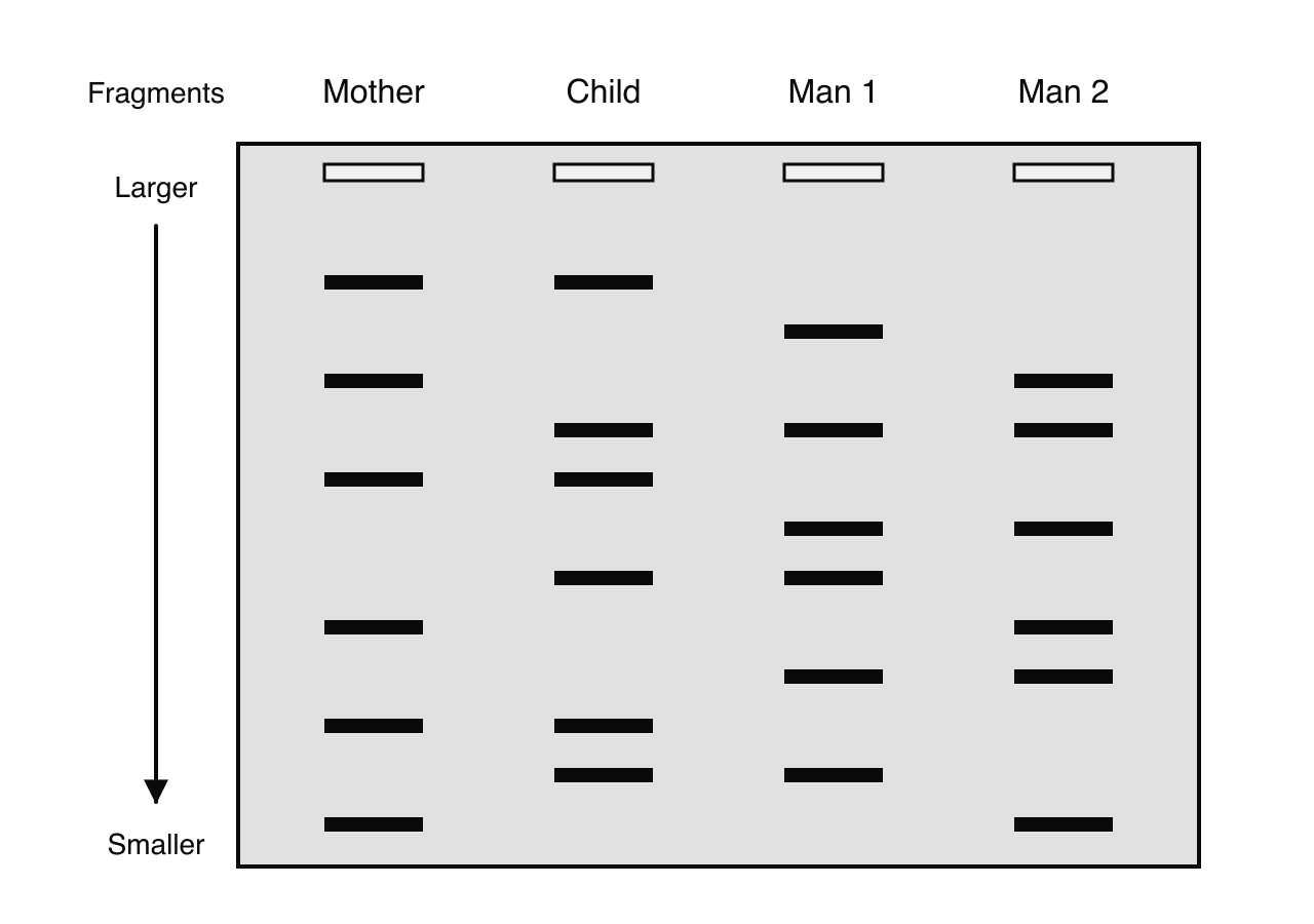 DNA profiles in four lanes: Mother, Child, Man 1 and Man 2, with larger fragments near the wells and smaller fragments further away. Three of the child’s six bands match the mother. The other three match bands in Man 1. Man 2 shares only one of them.