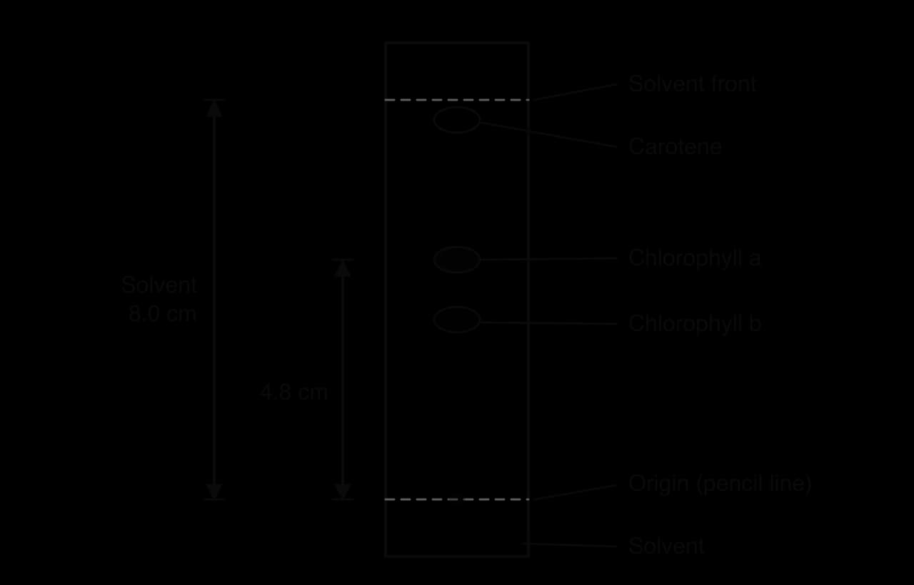 Chromatography strip with a pencil origin line near the bottom, solvent below it and the solvent front near the top. Spots of carotene near the front, chlorophyll a in the middle and chlorophyll b just below it. Arrows show the solvent moved 8.0 cm and chlorophyll a 4.8 cm from the origin.