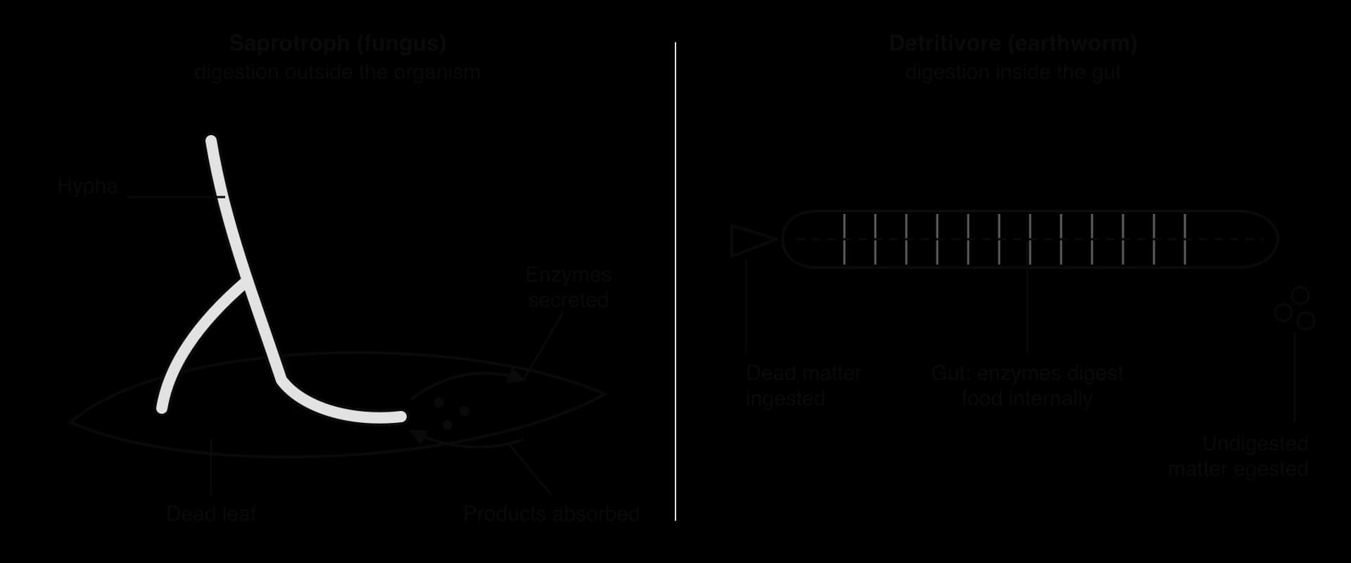 Left: a fungal hypha in a dead leaf, with arrows for enzymes secreted from its tip and products absorbed back. Right: an earthworm ingesting a dead leaf fragment at its mouth, digesting it in its gut (dashed line) and egesting undigested matter at the rear.