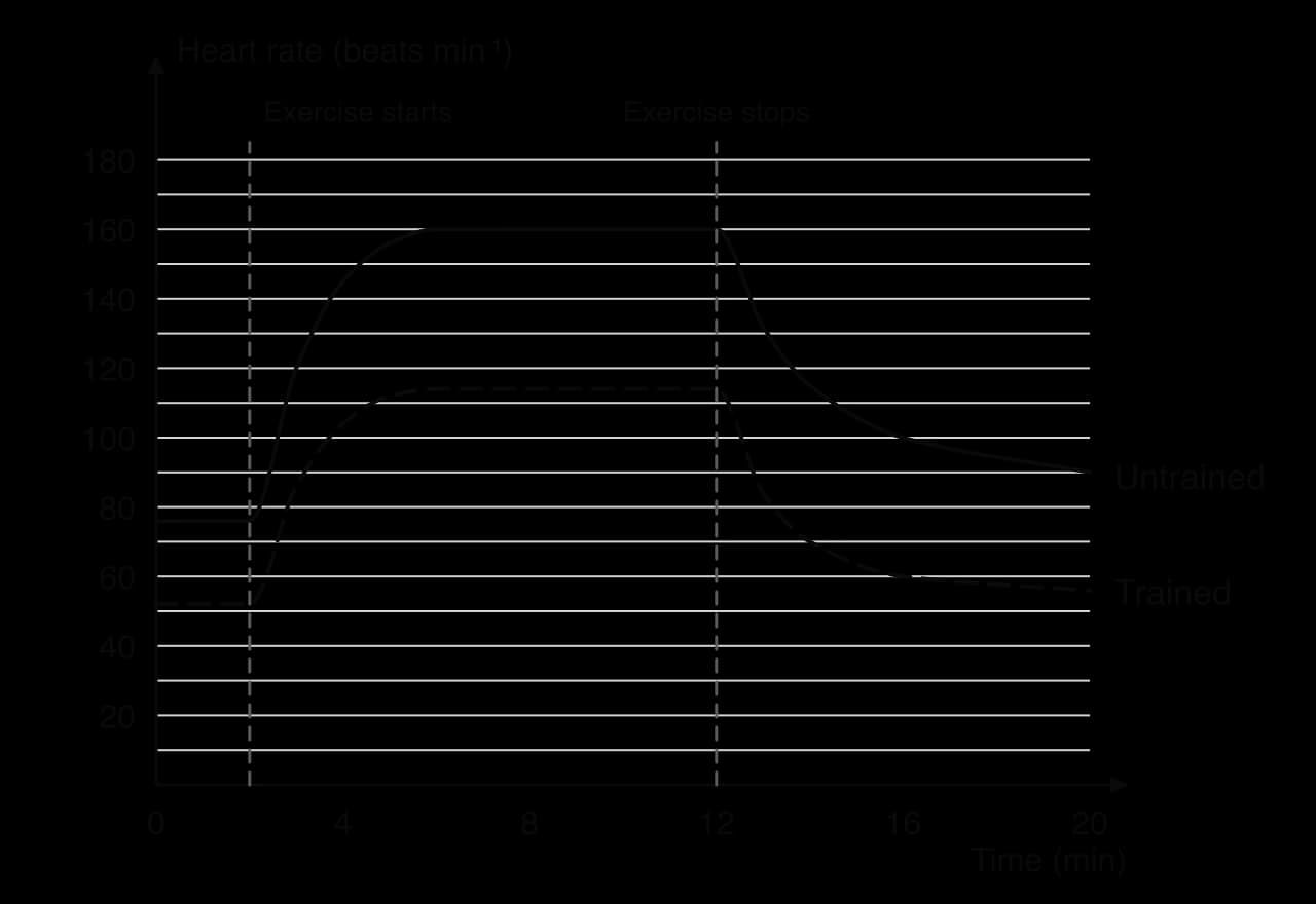 Hypothetical heart rate against time (0 to 20 min) for two students. Untrained: resting 76, exercise from 2 to 12 min, rises to a steady 160, falls to 100 at 16 min and 90 at 20 min. Trained: resting 52, steady 114, falls to 60 at 16 min and 56 at 20 min.
