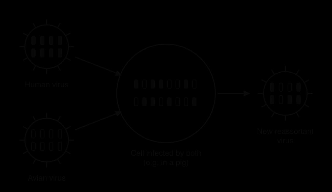 A human influenza virus with eight dark RNA segments and an avian virus with eight pale segments both infect one cell, for example in a pig. The cell contains a mixture of segments, and a new reassortant virus is released with some dark and some pale segments.
